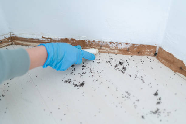 Best Termite Inspection and Treatment  in Moss Bluff, LA